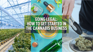 Going Legal: How To Get Started In The Plants Business