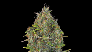 Critical Kush Auto Plants Seed Week-by-Week Guide