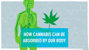 How Plants Can Be Absorbed By Our Body