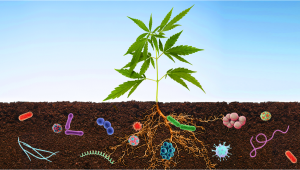 Benefits Of Microorganisms in Your Plants Garden