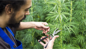 Is it Safe to Defoliate Auto Plants?