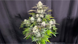 A Standout Auto Expression at 84 Days