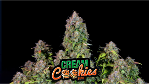 Cream Cookies Auto Plants Seed Week-by-Week Guide