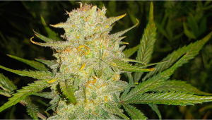 Seed History: OG Kush