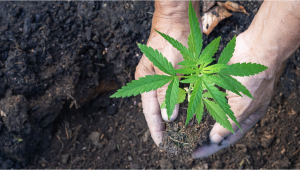 A Full Guide to No-Till Plants Farming