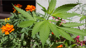 Companion Plants for Plants Growing