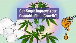 Can Sugar Improve Your Plants Plant Growth?