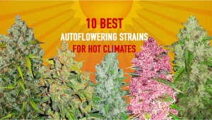 Die 10 besten Auto Seeds für heiße Klimazonen