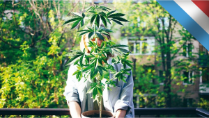 Luxembourg: The First Country in Europe to Legalize Home Cultivation of Plants
