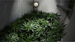 PlantsGrowraum So baust du deinen Plants IndoorGrowraum