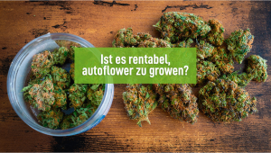 Lohnt es sich Autos kommerziell zu growen