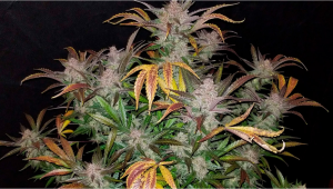 Cream Cookies Auto Seed History