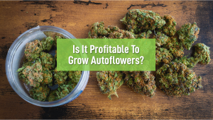 Is it profitable to grow autos