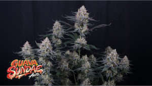 Guava Sundae Auto: Where Tropical Intensity Meets Creamy Ok