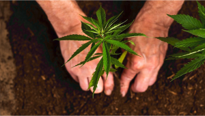 5 Reasons You Should Consider Growing Your Own Plants