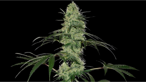 Tangerine Dream Auto Plants-Varietät – Wochenweiser Anbau-Guide