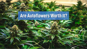 Are Autos Worth it?