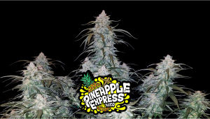 Pineapple Express Auto Plants-Sorte: Woche-für-Woche-Anleitung