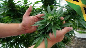 Jamaica’s Government is Busting Plants Myths