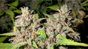 Der Plants Seed BubbleGum Auto - Week-by-Week Guide