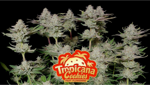Tropicana Cookies FF Plants Seed Week-by-Week Guide