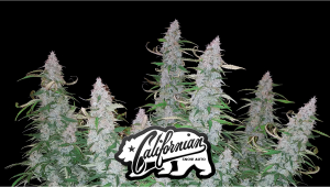 Californian Snow Auto Plants Seed Week-by-Week Guide