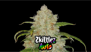 Z Auto Plantssorte: Wochenweiser Anbau-Guide