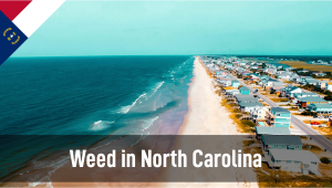 Plants in North Carolina: Plants Legal Status Guide