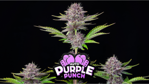 Purple Punch Auto Plants Seed Week-by-Week Guide