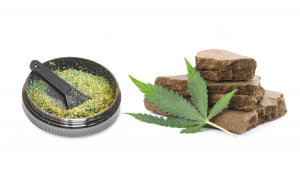 Plants Concentrates: Dry Sift vs Bubble Extractions 
