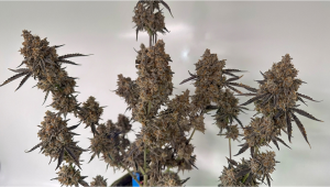 The Next Foundation Seed Is Already Growing