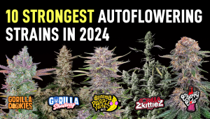 Top 10 Strongest Plants Auto Seeds in 2024 Highest strength Seeds