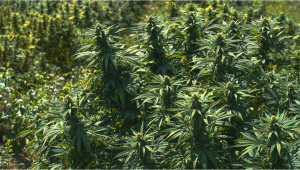 Top 5 Outdoor Auto Seeds