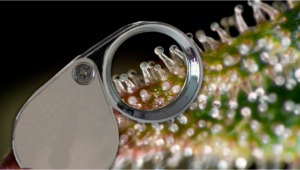 The Best Magnifiers to Identify Frost Stages