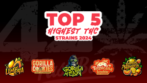 Top 5 Highest strength Seeds 2024