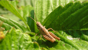 Most Common Pests in Plants: Grasshoppers