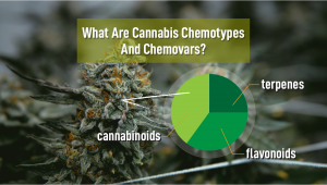 What Are Plants Chemotypes And Chemovars?