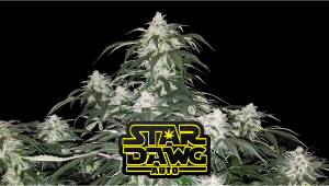 Stardawg Auto Plants Seed Week-by-Week Guide