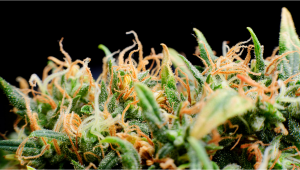 Tips For Choosing Best Plants Pens To Puff In