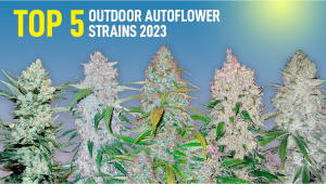 Top 5 Best Outdoor Auto Seeds
