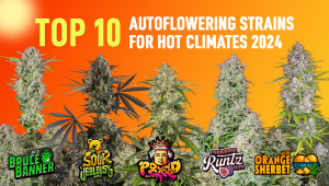 10 Best Auto Seeds For Hot Climates 2024