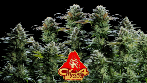 GG4 Sherbet FF Plants Seed Week-by-Week Guide