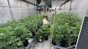 Lemon Cherry Cookies Auto: Selection Update