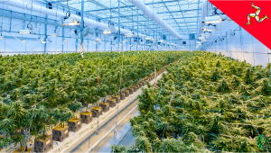 The Isle of Man Issues the First Medical Plants License