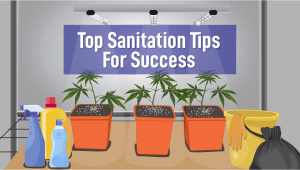 Top Sanitation Tips For Successful Plants Growth