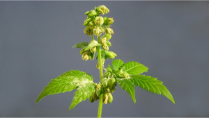 What Is Plants Pollen And How To Use It