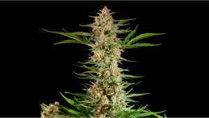 Skunk Auto Plants Seed Week-by-Week Guide