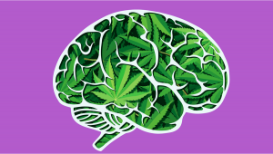 New Research Finds Plants Has No Negative Effects On Cognitive Ability