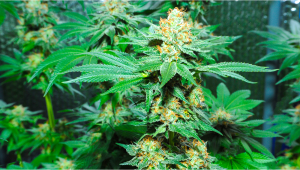Seed History: Amnesia Haze