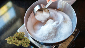 How to Make Plants Sugar 